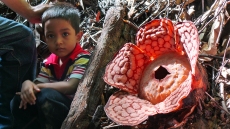 rafflesia1